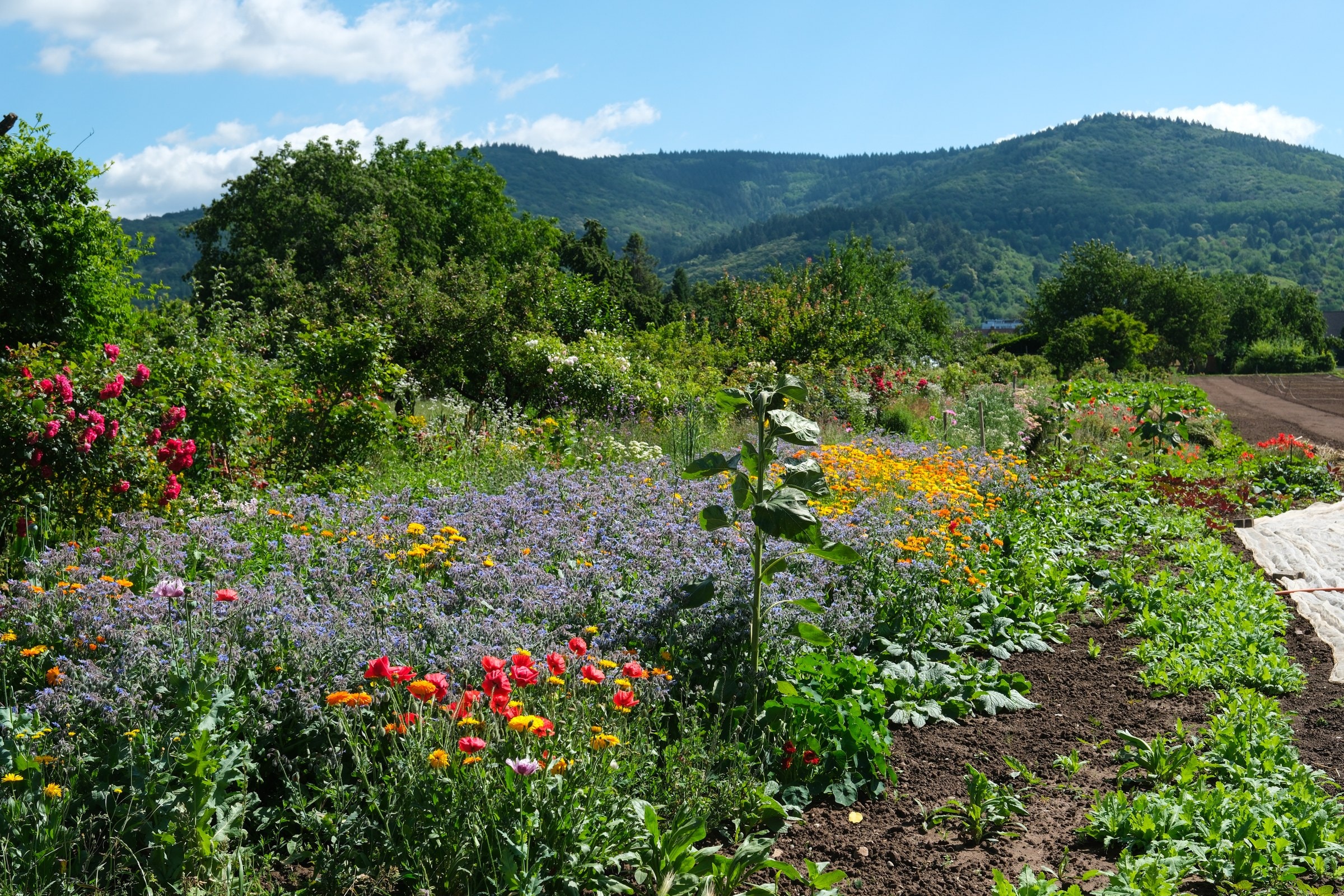 Handschuhsheimer Feld — Bild 8
